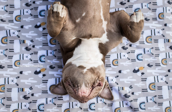 Sichert euch noch schnell eure #dogoodlama Decke!