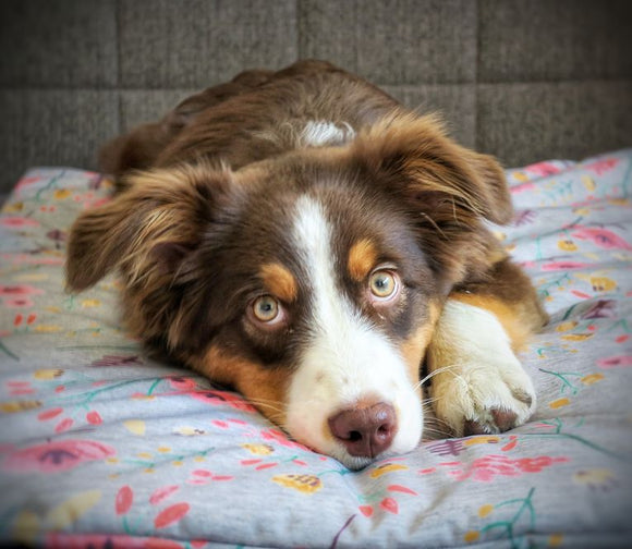 Wir leuten den Frühling ein!