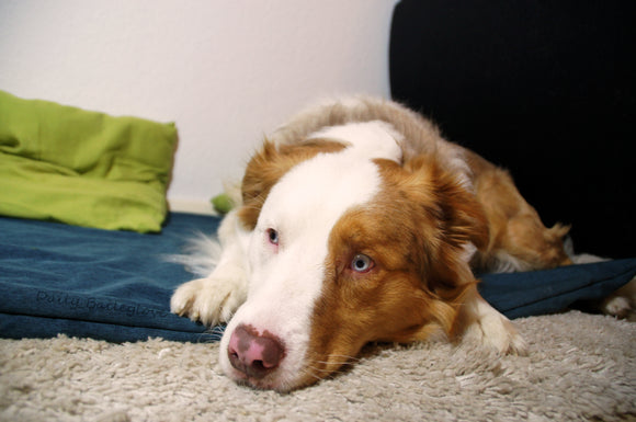 Bailey macht es sich gemütlich