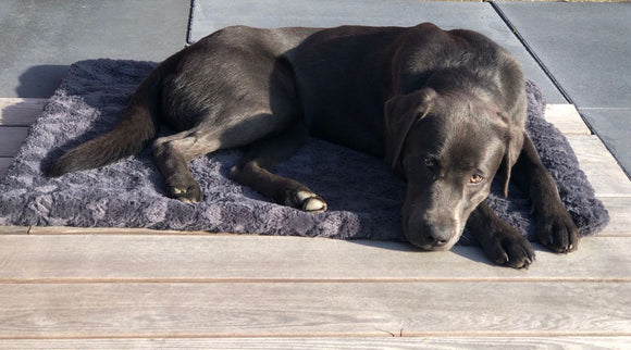 Wir machen die Decken passend zum Hund!