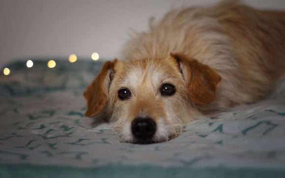 In Gedenken an Lolle