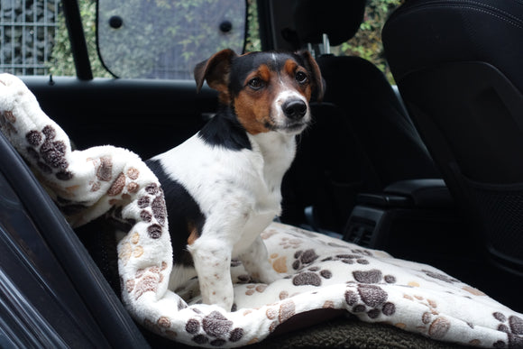 Maxi nimmt die Decke mit