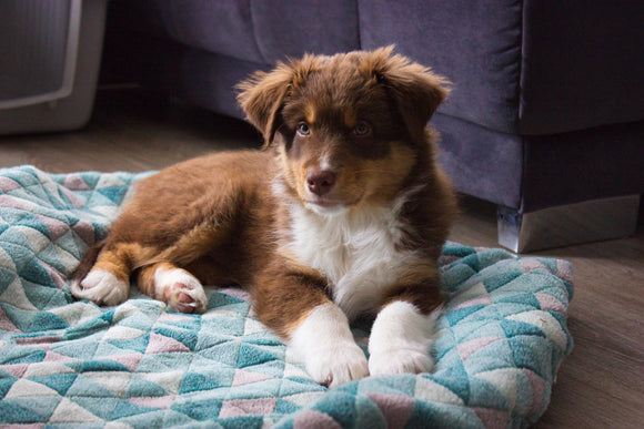 Siva hat zwei Decken, schaut mal welche 🌟🐶