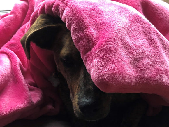 Pedro kuschelt gerne in pink!