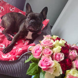 Kuschelfleece Hundedecke Anker, rot